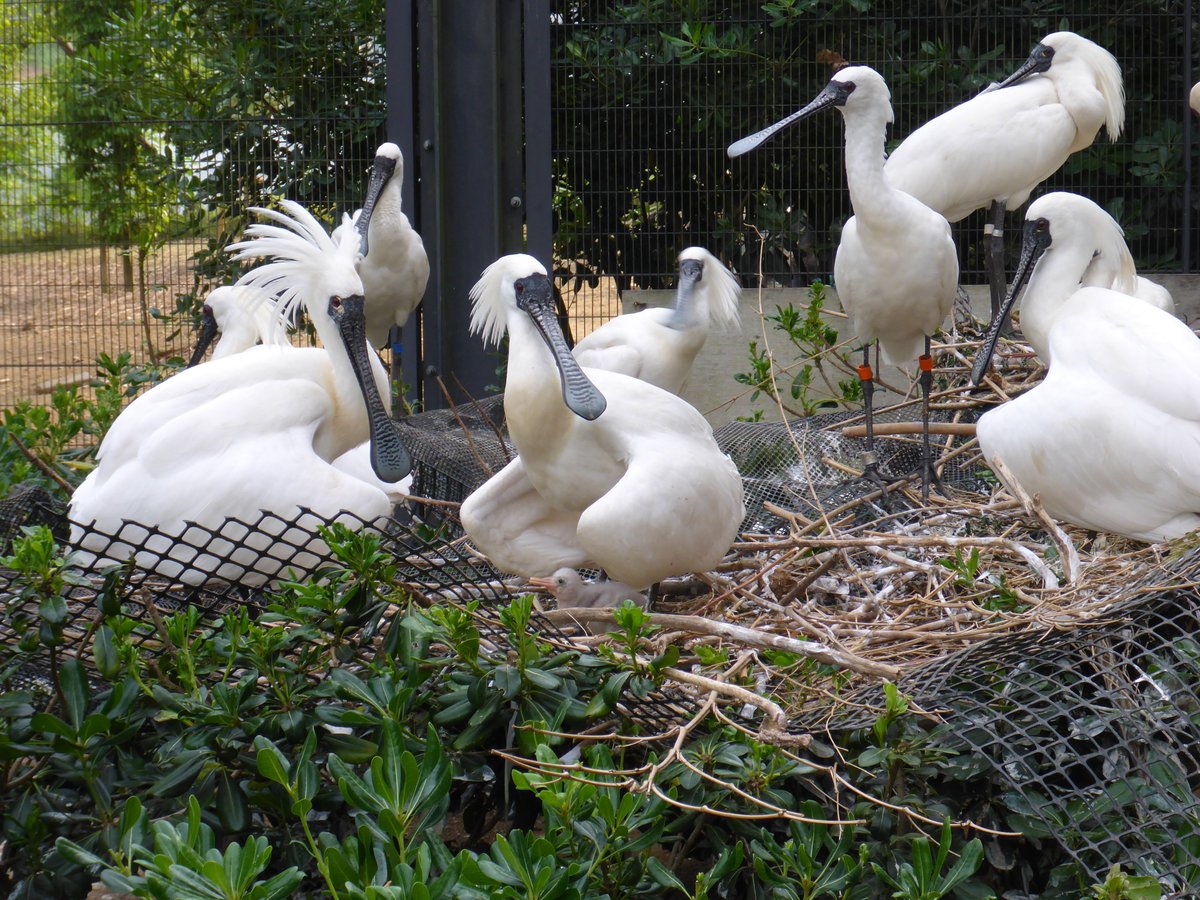 多摩動物公園 公式 野生動物の救護についてオンライン講演会https T Co Nifexsmvguを開催します どうぶつたちの病院 沖縄からヤンバルクイナ やイリオモテヤマネコ 動物園からは ツシマヤマネコ アカガシラカラスバト クロツラヘラサギの例などをご