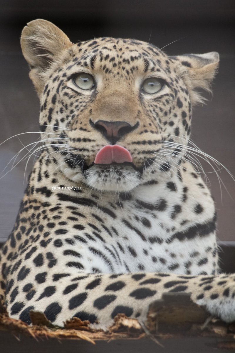 空守ホロン ジャガーとヒョウ 体格 模様 顔つき違います 一般人には同じように見える2種を貼る