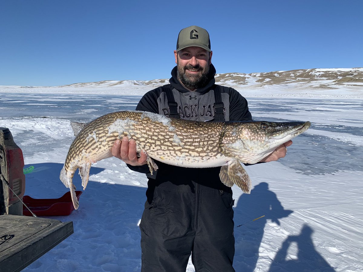 Caught another big one through the hard water today   #Saskatchewan #icefishing #sask #gator #jack #northernpike #bigbaitbigfish #tank