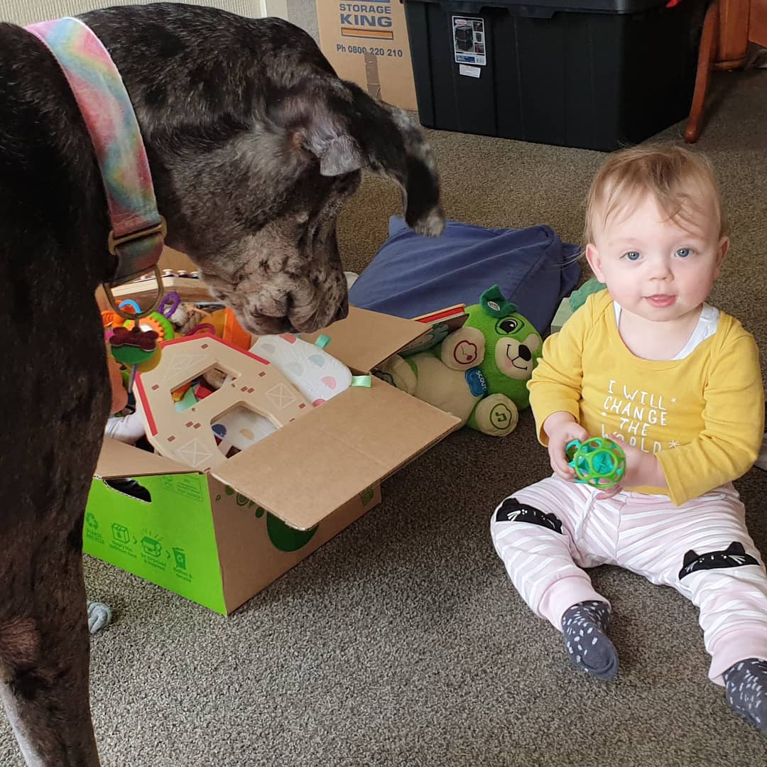 Just a boy and his puppy #bestbuddies #greatdane #gentlegiant #15monthsold #mypreemie