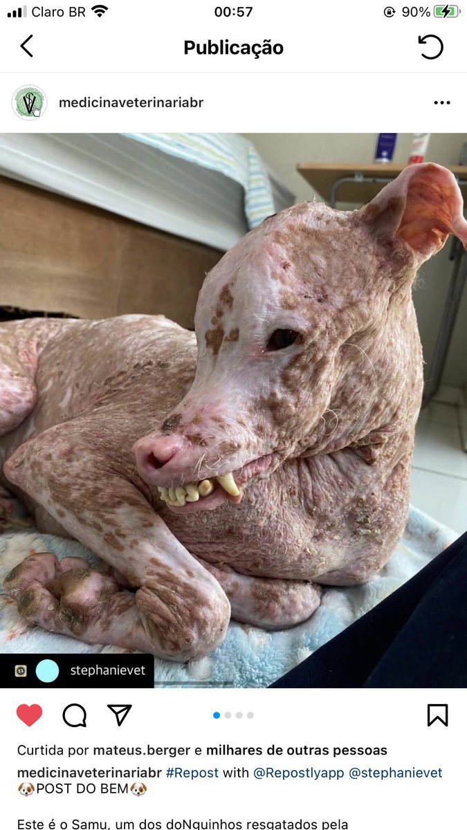 _mclara18's tweet photo. Olá poucos seguidores do meu Twitter, gostaria de fazer um pedido especial a vc que tá lendo isso agr, achei esse doguinho no insta, ele está precisando de ajuda e eu gostaria de pedir a ajuda de vocês divulgando isso aqui, na real eu queria conseguir levantar uma tag mas+ https://t.co/YQDhGLnjIW