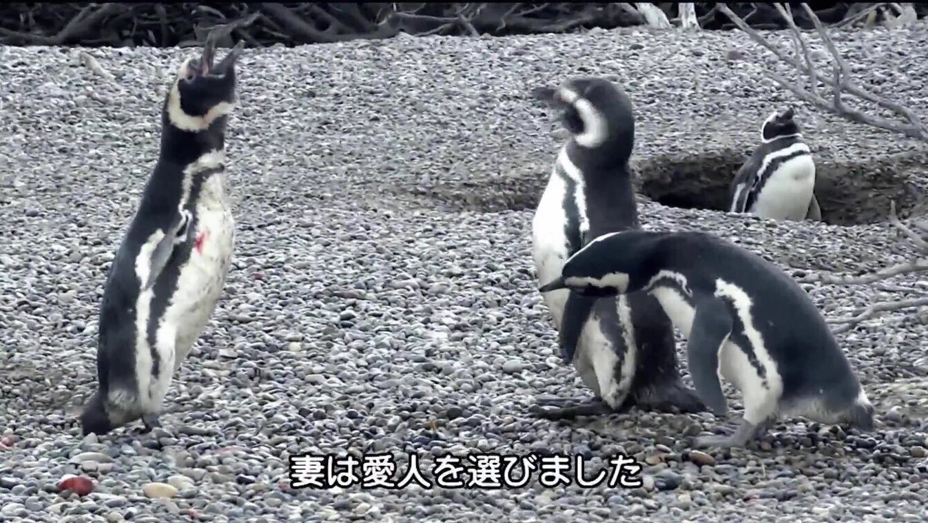 @shin_pingu なんだこいつ 