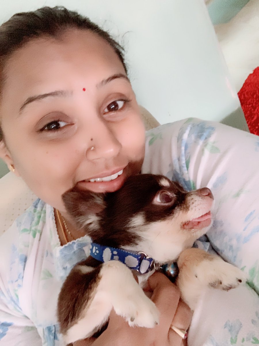 LAMYA1706's tweet photo. Oh It's gonna be a great Sunday:) #furkid #mylove #chiwawapuppy #myhappiness #sudayitsfunday🤩 https://t.co/cEghvftX4E