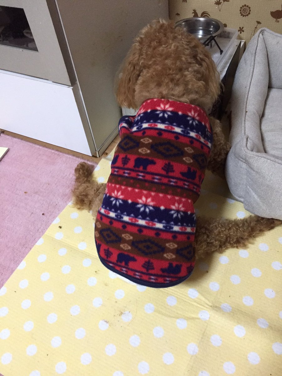 椎間板ヘルニア犬