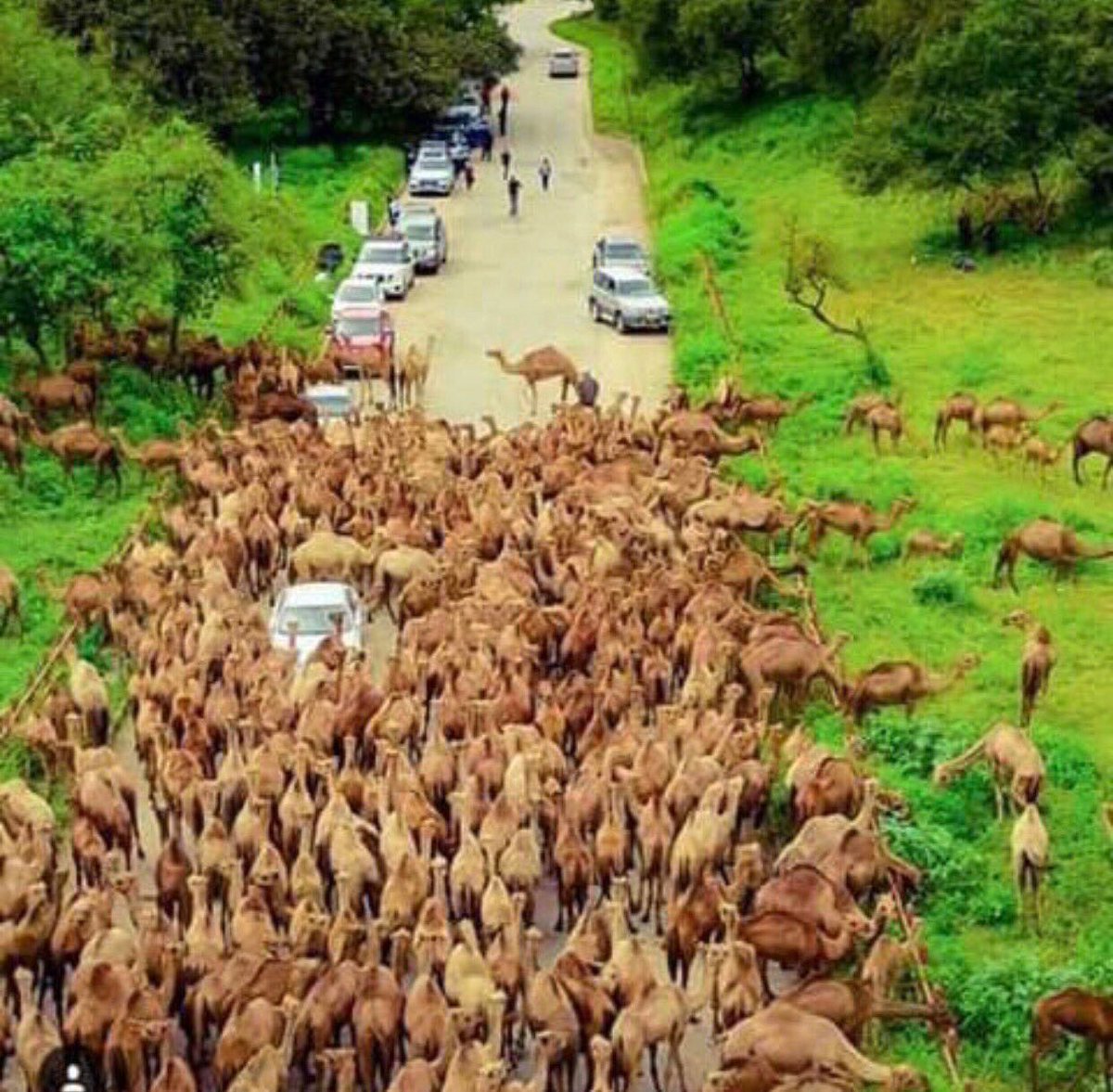 صباحات جميلة من ارشيف الخريف #نقل_تبعيه_سهل_ظفار10