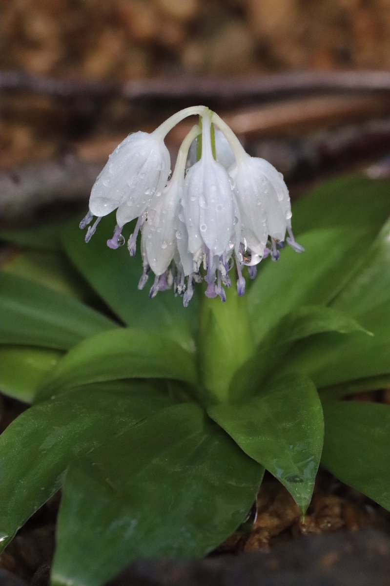 咲くやこの花館 على تويتر 高山植物室 日本区にて オオシロショウジョウバカマ が展示されています 下向きに咲く白い花 の中からは 紫色の雄しべと雌しべが出ており とてもきれいです 咲くやこの花館 エア植物園 エア博物館 自宅でミュージア