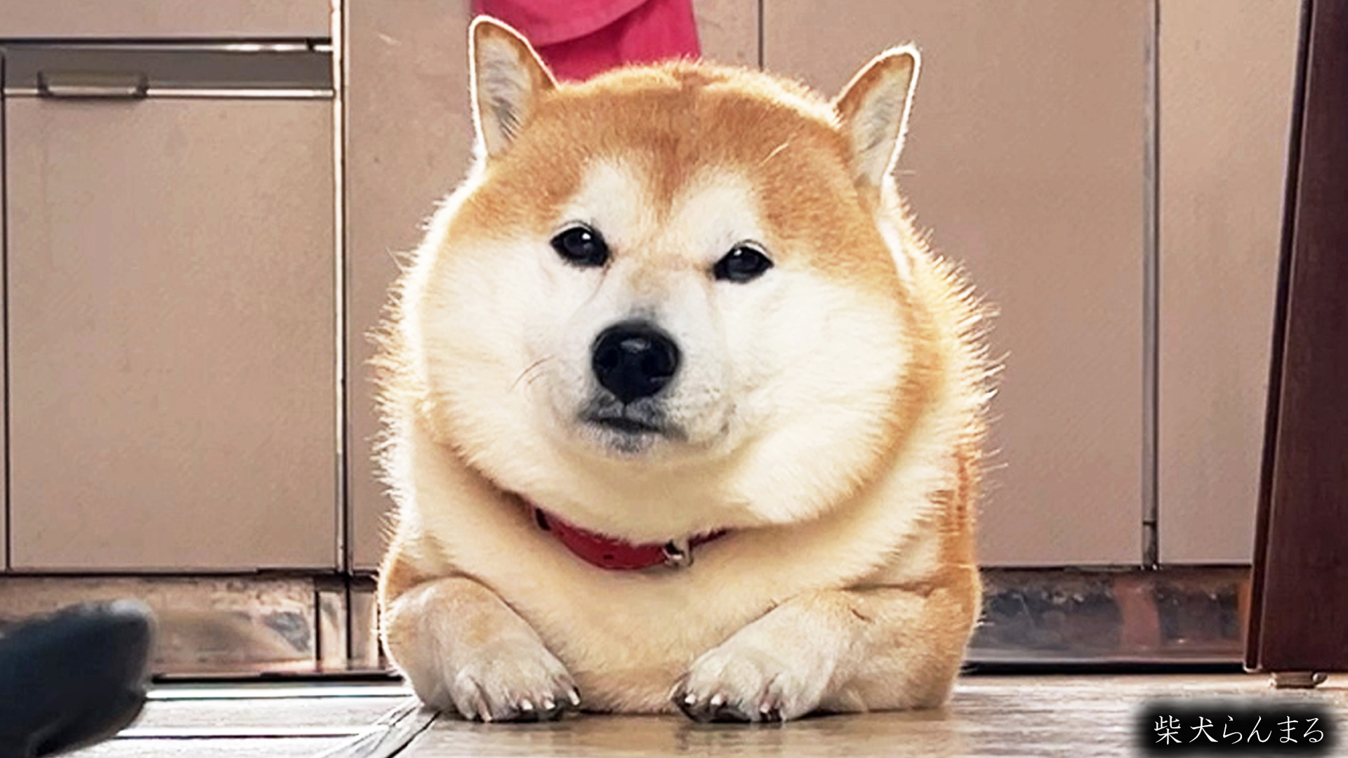 密着 柴犬らんまる24時 動画を投稿しました 通路で寝てるくせに人が通ると迷惑そうにする柴犬 よければご覧ください T Co Pa9g1srkn8 柴犬らんまる 柴犬 Shiba T Co 4imoawoc2w Twitter
