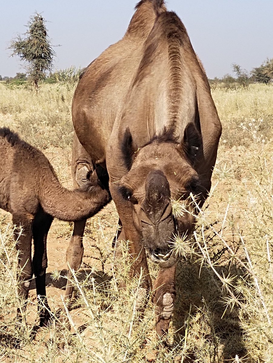 CharismaCamel's tweet photo. Camel milk is medicine, esp at the moment when feeding on huge fields of Echinops echinatus, Indian Globe Thistle. https://t.co/oEXtPUO9lk