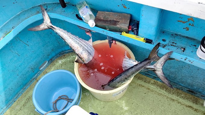 や
つ
は
か

(注:ブラッドオレンジ漬けです) 