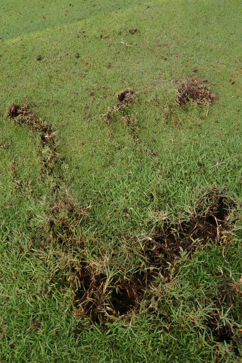 Talking_Turf's tweet photo. #lightningdamage @LeopardCreekCC many moons ago😜⛳️ #respectnature https://t.co/3sFZls2n5m