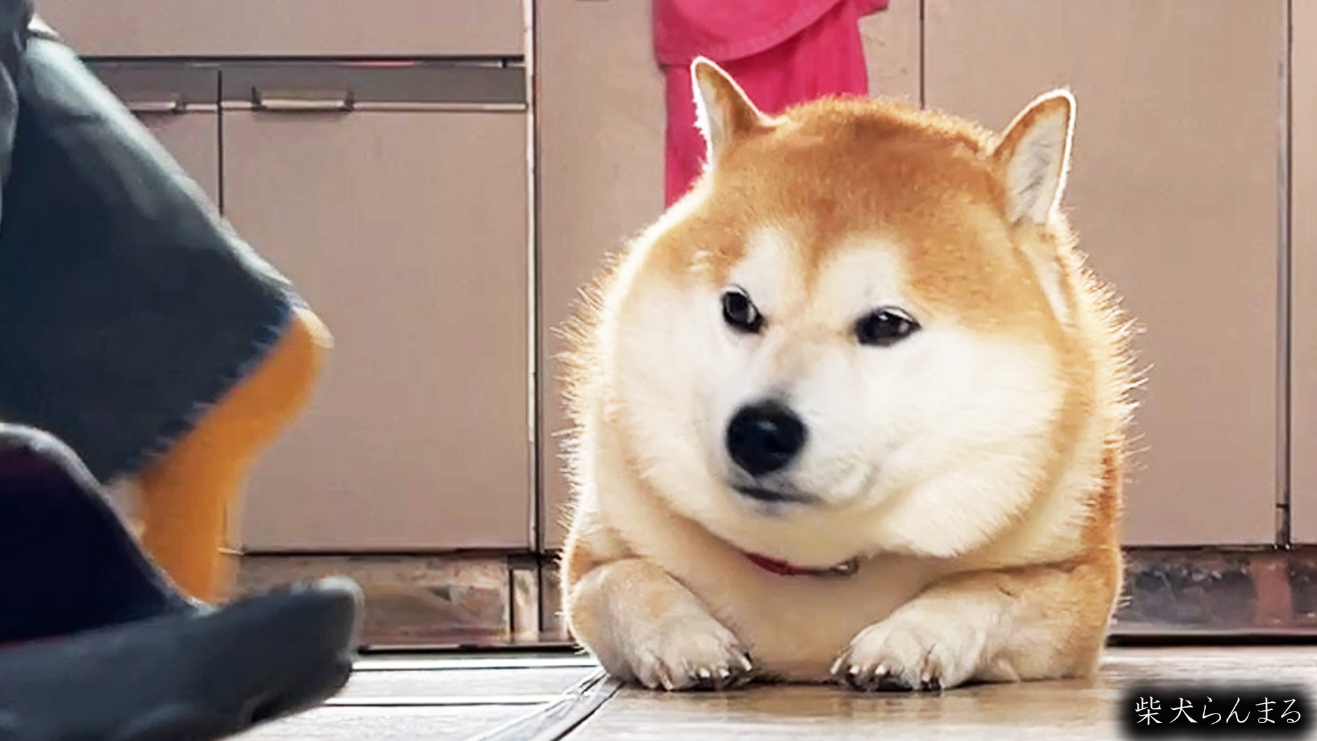 密着 柴犬らんまる24時 今回使えなかったサムネです らんまるがあごを地面につけているときの耳の先っちょまでの高さは大体２０ｃｍほどです 通路で寝てるくせに人が通ると迷惑そうにする柴犬 T Co Pa9g1srkn8 柴犬らんまる 柴犬