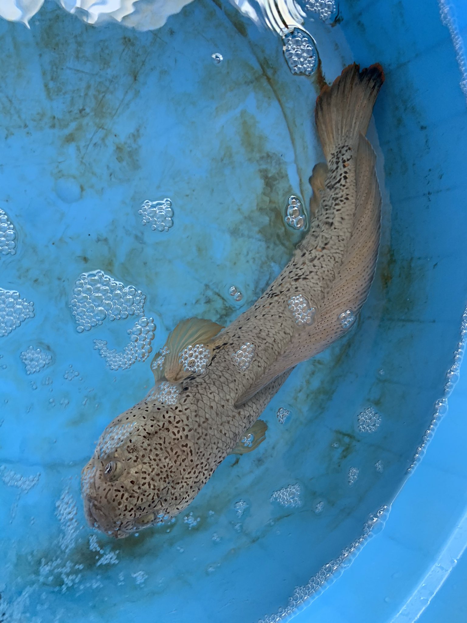 コンプリート 白点病 水槽 リセット 白点病 水槽 リセット 海水 Josspixiumr