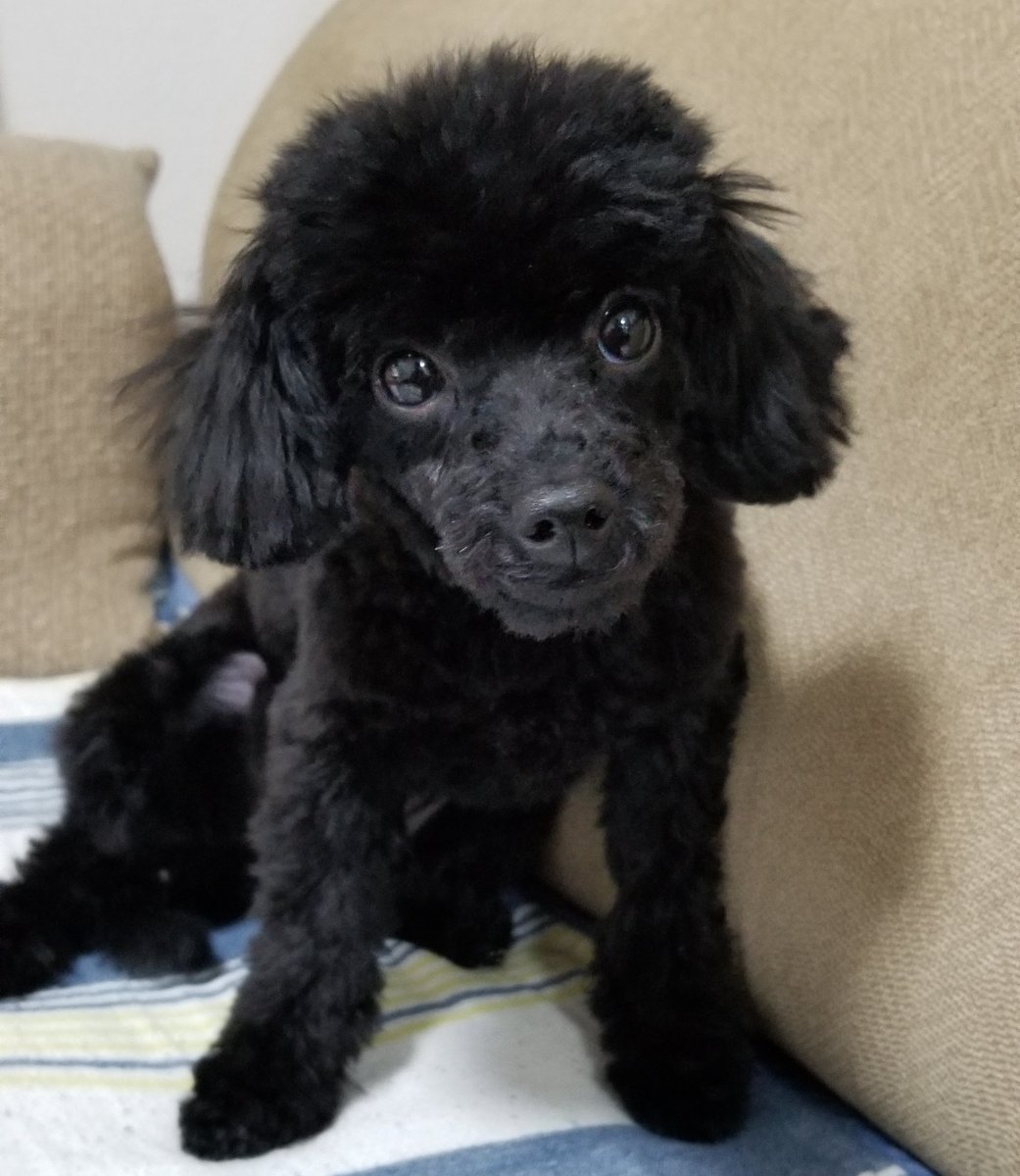 トイプードルの さら 優しい顔立ちの さらちゃん インターホンにも吠えないお利口さんです Toypoodle Dog Puppy トイプードル 犬 子犬 トイプードルの さら 優しい顔立ちの さらちゃん インターホンにも吠えないお利口さんです Toypoodle Dog Puppy トイプードル 犬 子犬