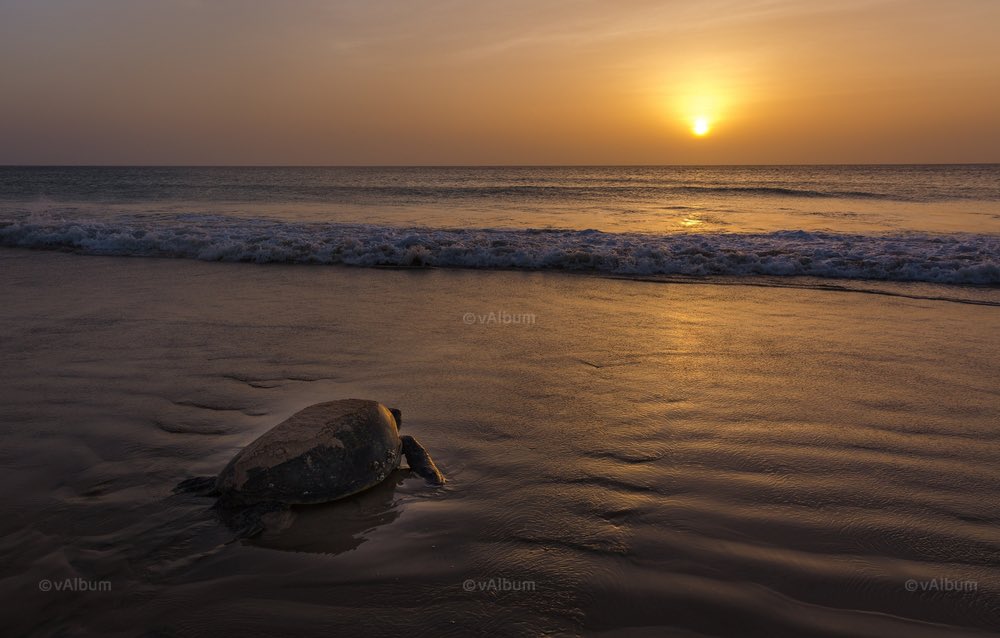 vAlbum | مكتبة الوسائط العمانية tweet media