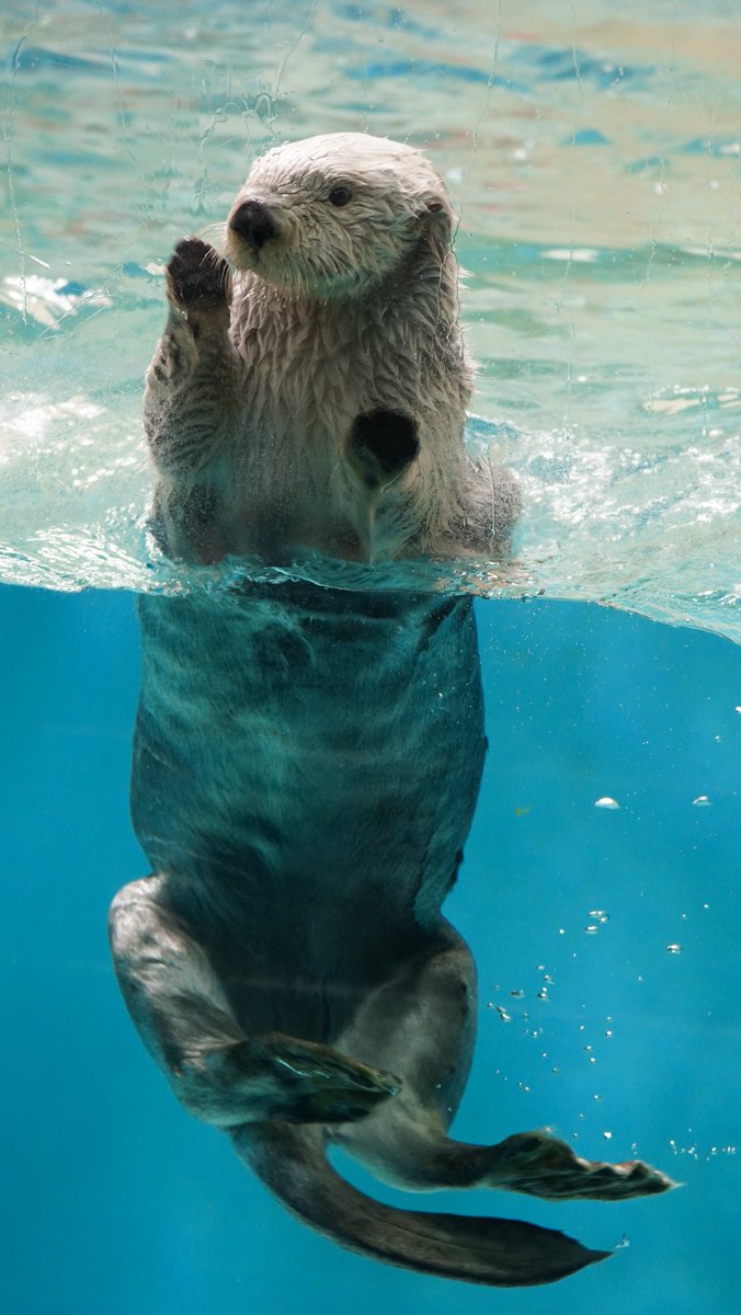 Hortencia 初めて見た メイちゃん ラッコ 海獺 鳥羽水族館 の全身と言うか水中での立ち姿 もっちさんツイートありがとう