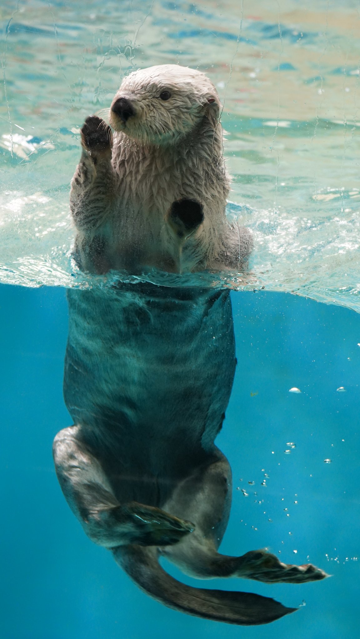 Amor 初めて見た メイちゃん ラッコ 海獺 鳥羽水族館 の全身と言うか水中での立ち姿 もっちさんツイートありがとう Twitter