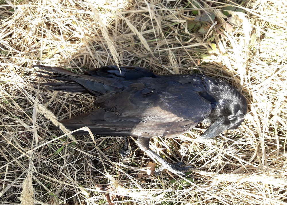 birdlifecz's tweet image. ⚠️U obce Sedlice u Rožmitálu pod Třemšínem bylo nalezeno šestnáct mrtvých zvířat včetně orla mořského, dvou jestřábů lesních a tří kání lesních. Pravděpodobně byli otráveni. Místo prohledávala naše psovodka Klára Hlubocká. Případ si převzala @PolicieCZ 
birdlife.cz/pribramsko-16-…
