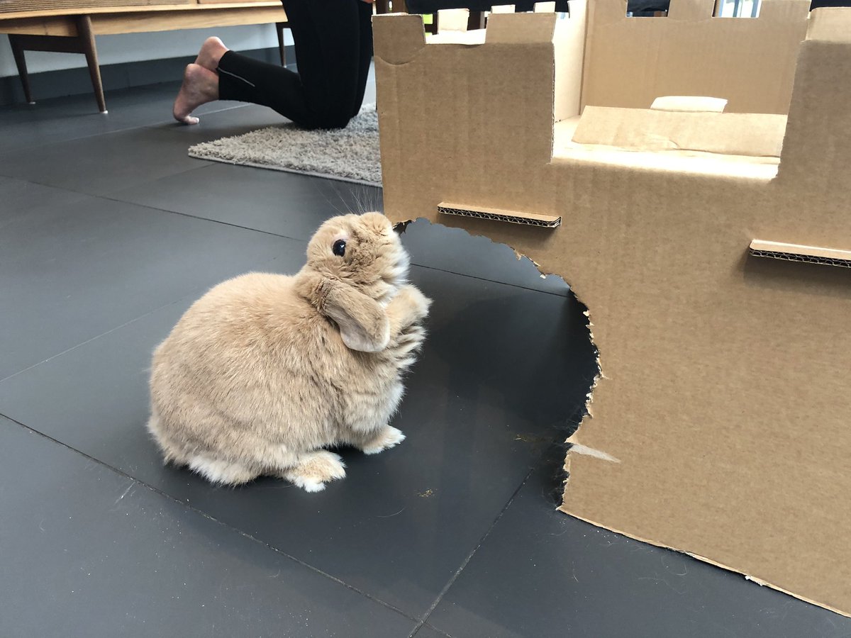 Smarty_Rabbit's tweet photo. My house continues to be delicious. #SmartyRabbit https://t.co/zOTUa1jPeN