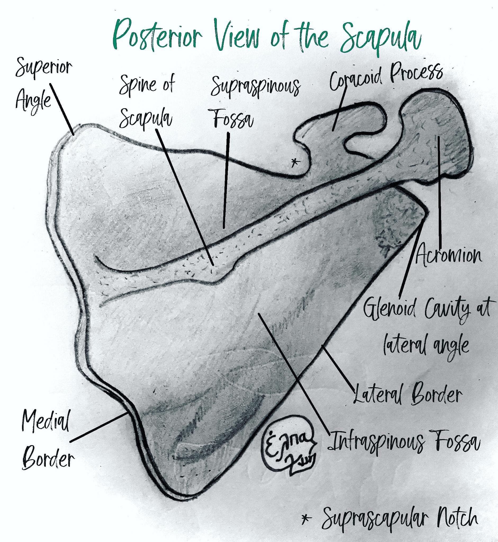Unlock The Scapula:  Easy Bone Labeling For Everyone - pnic8cp