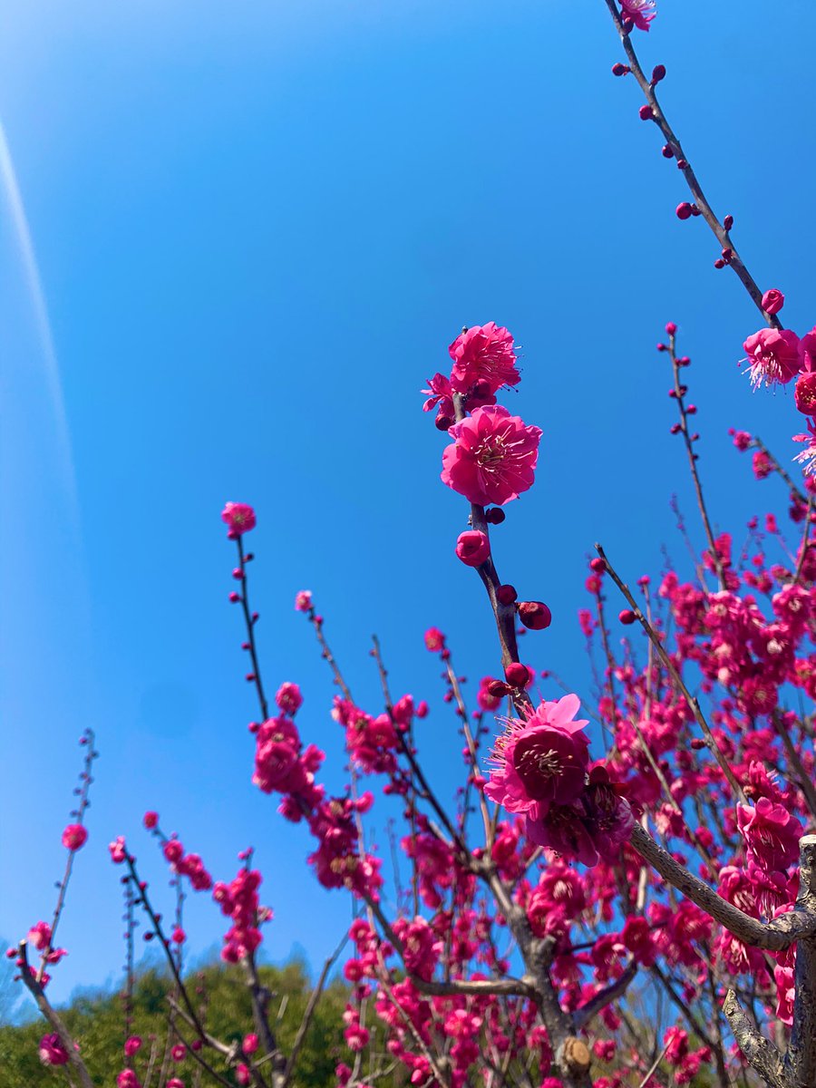 silkurashi's tweet photo. 今日は両親と梅をみにいきました！

思うのは、休んでなかったら両親とじっくり話をしながら歩くこともなかったかもなぁということ。

歳を重ねて少し小さくなった2人からはその分深くなった愛情を感じました。

そして2人のおかげで一万歩達成(´ω`) https://t.co/gHWeGmVCqt