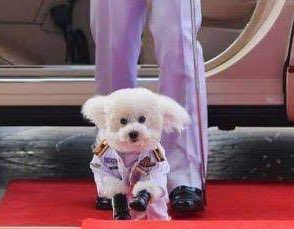 สิงคโปร์งงกันเป็นแถบ ไม่ได้งงที่หมาทำตามคำสั่งแบบทหารได้นะ แต่คงงงที่เอาหมามานั่งแดกข้าวด้วยทำไม กินน้ำเก๊กฮวยด้วยนะมึง และนี่ลองนึกภาพอีฟูฟู่กับฟีฟี่ใส่ชุดpilot แบบฟิตเปรี๊ยะติดเครื่องอวยยศเต็มตัว #รับเสด็จเจ้าในต่างแดน #รับเสด็จเจ้าในต่างแดน