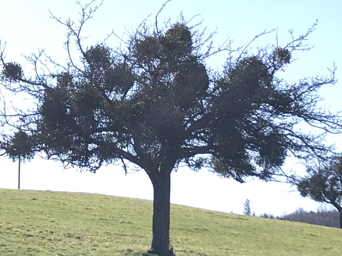 Wenn wann den Baum vor lauter Misteln nicht sieht🤣🤣🤣