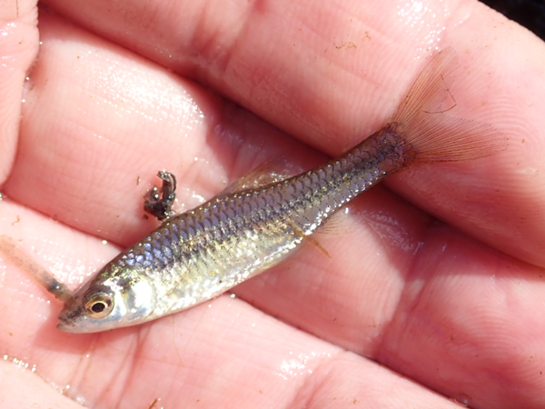 オイカワ丸 モツゴも真面目に飼うと 特に繁殖期の雄はとても美しくなりますよ 高水温にも強く飼いやすいです