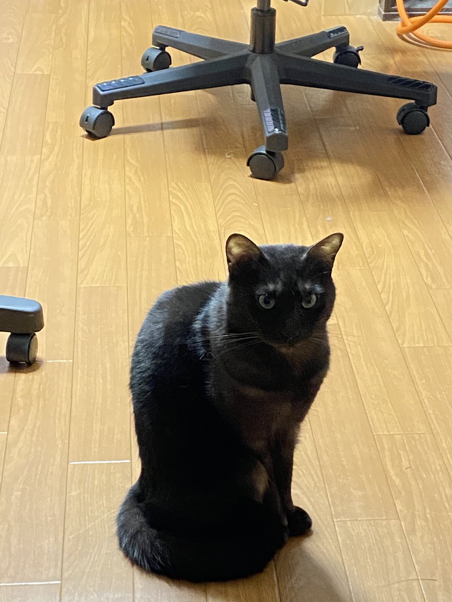 猫さんがおててを開いて人間の指をぎゅむっと握ってくれる 握手会 のご様子 我が家で主に昼過ぎに開催されてる Togetter