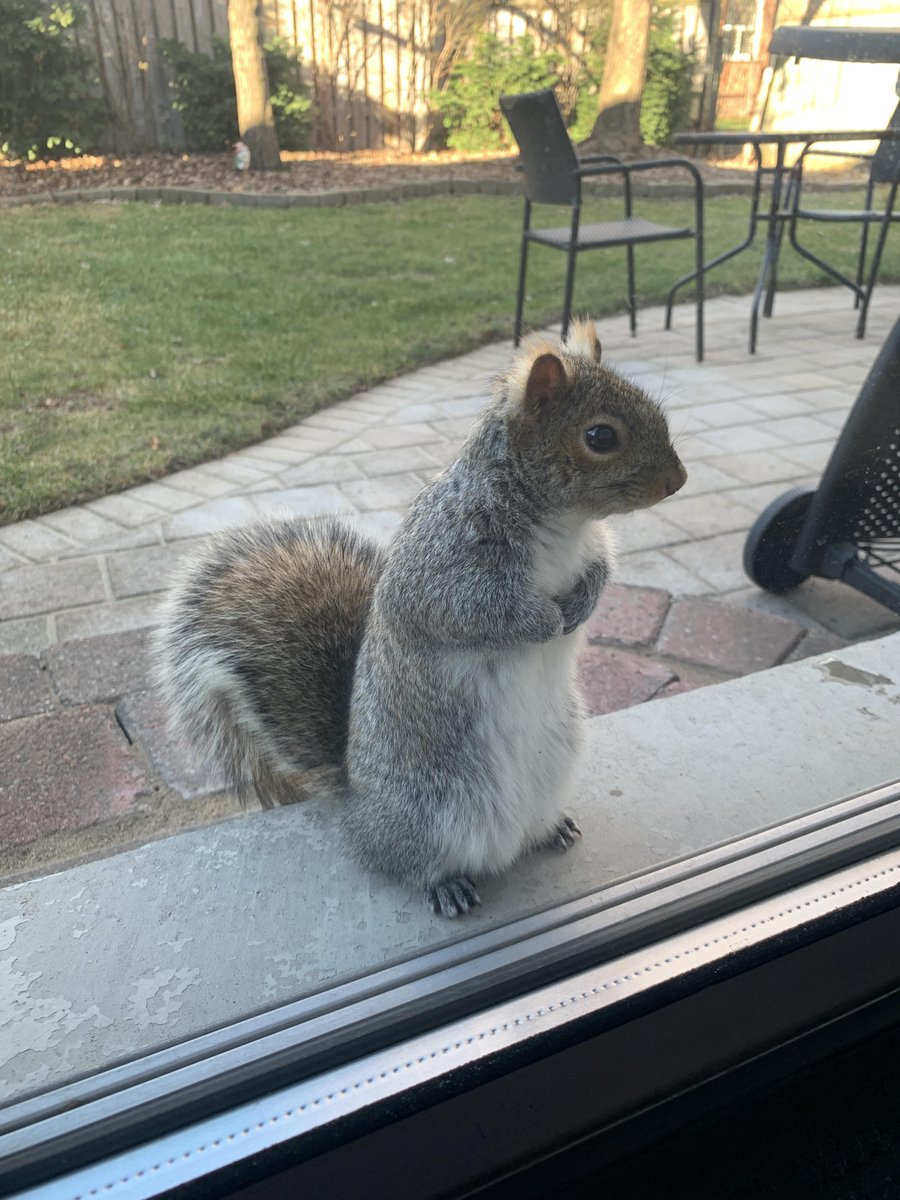 We fed our backyard squirrel ONCE... meet Frankie at our backyard door waiting for more nuts.