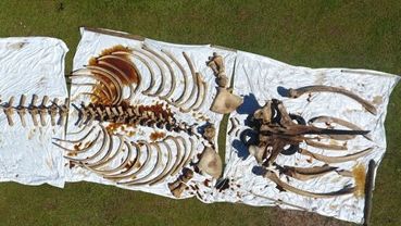 SciTechMuseum's tweet image. What do you get by composting a whale & feeding its bone scans into a virtual reality environment? A cool way to help protect these giants in our oceans!
Watch the video 💙 bit.ly/2OIFXJr 💙🐳
#WorldWhaleDay #IngeniumChannel #RightWhale #NARW #ProtectNARW @FishOceansCAN