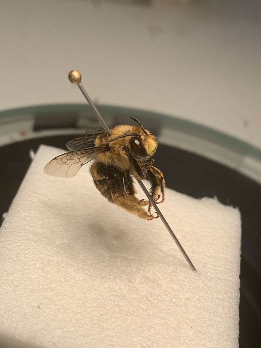 BeeBabette's tweet photo. Amegilla (Asarapoda) preissi , male (Apidae)
#amegilla #bees #BeeBabette #Entomology #taxonomy #savethebees #wildbees #solitarybees #insects #WildOz #wildlife #burrowingbee #OzInsects #AustralianNativeBees https://t.co/uvKrf8VVTu