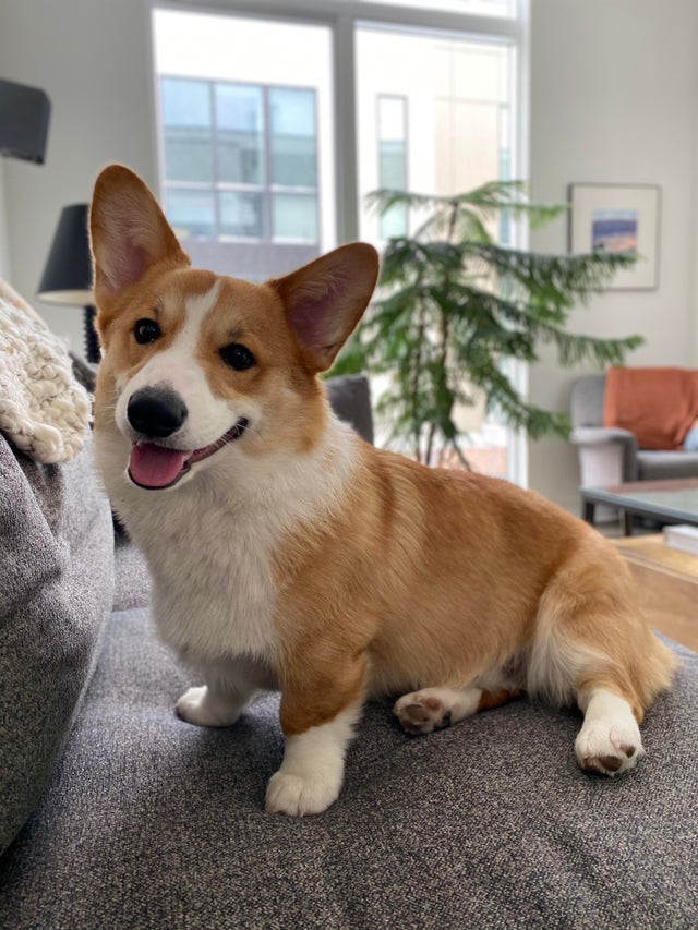 CorgiJennifer's tweet photo. Hi I think I’m cute!

#corgioftwitter #TeamCorgi #CorgiCrew #Corgi #andthreecorgis @HollywoodDogs #corgimom https://t.co/fR4hYfNdby