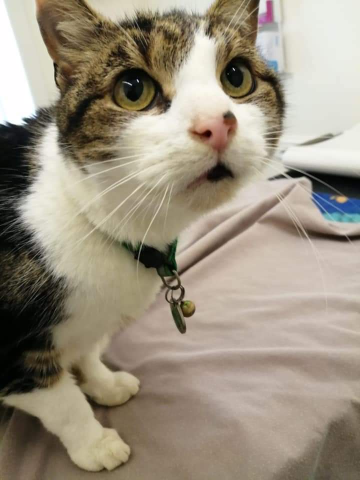 ShropsCatRescue's tweet photo. #Sundaysuperstars ~ visit to #QuarryVets over a week ago were Holly having her blood pressure taken, Rob, Xbie and Pongo for their check ups. You can catch up with who went on  #Facebook link. The #pinnedtweet takes you to a link to help pay 4 visits
https://t.co/8fKKrVCKHf https://t.co/BMy31nkgZJ