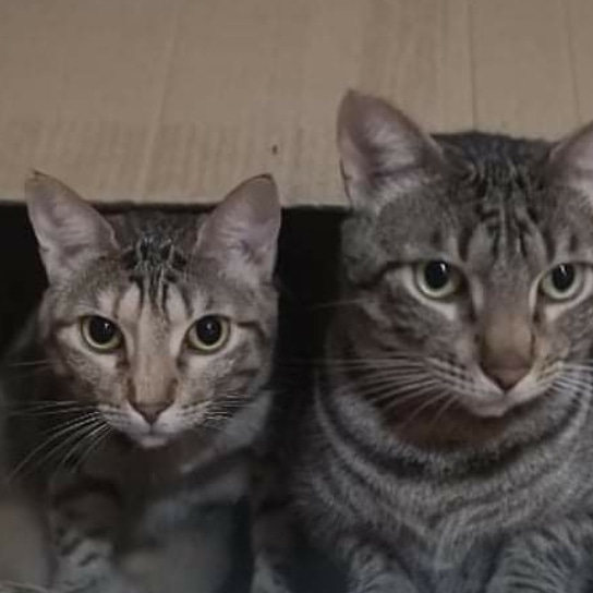 😻😻
Shiny y Spark son dos gatitos hermanos, macho y hembra. Tienen 2 años y son inseparables.💛 
Ya llevan más de un año en acogida, esperando su familia que les quiere para una adopción conjunta.🤞🍀
Son muy buenos, aptos con otros gatos, 
#sosbdn#