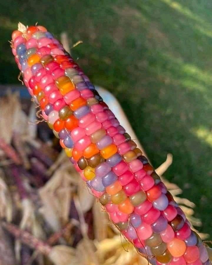 DillenMasawi's tweet image. When Sho Madjozi decides to do farming.