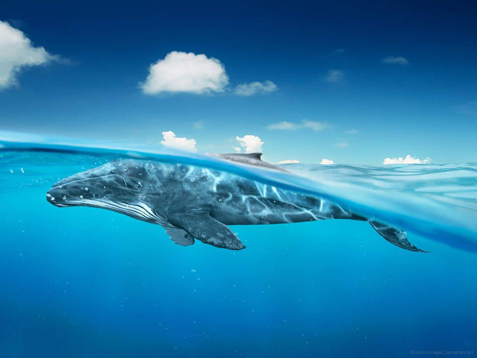 Happy #WorldWhaleDay 🐋

That's it, that's the tweet.