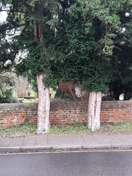 HHMU_Banksia's tweet photo. *** 11 ***
#YES! #YEW r #AbsolutelySpotOn @HemantWagh1984
#TwinTrees #TwinTrunks #ELEphANTS with #SwimmingTrunks
#BiglyBaggage #Lock & #Key
#MonKEYBusiness~#TheMissTori #Torah #Tara #TarotPack
*** 11 ***
#TheSTandingONES <#Linked2> #TheSTONES
#Crystals #Rocks #StonerFam 17 https://t.co/79N2NOLsA4
