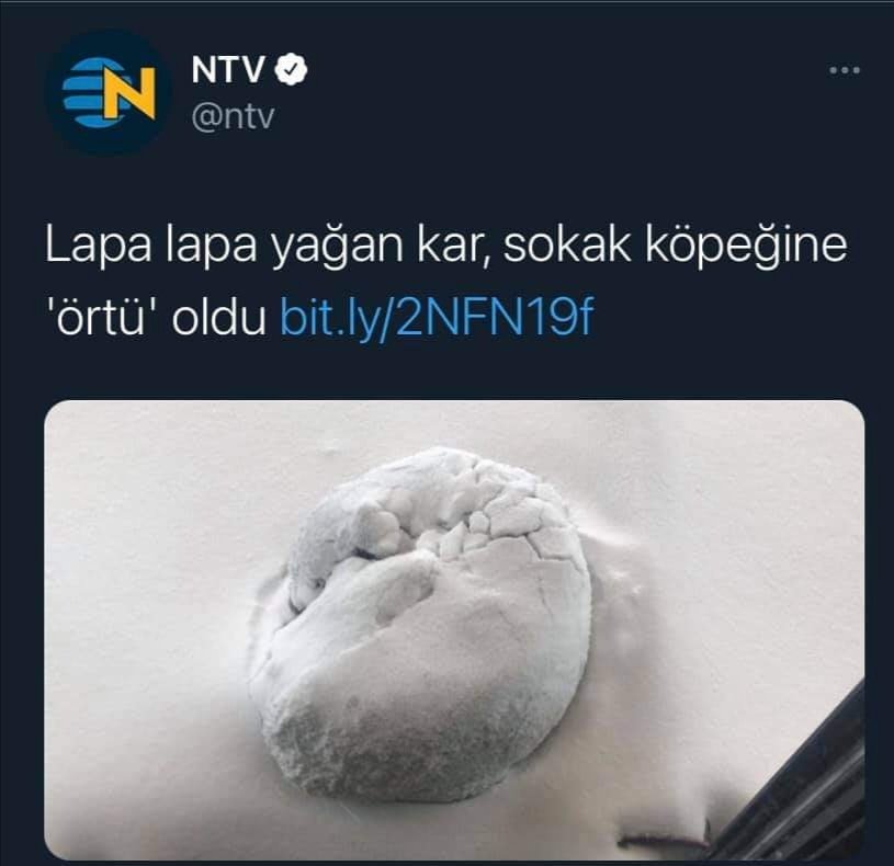 Hangi vicdan bu başlığı açıklayabilir? Haberde hiçbir sevgi ve acıma kırıntısı yok...#HayvanHaklarıYasasıHemen