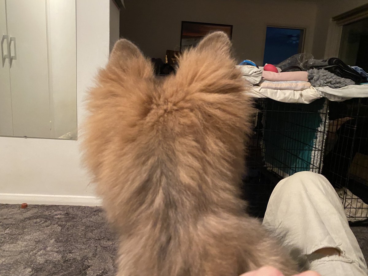 drtoechiropody's tweet photo. #fuzzyears @dogcelebration https://t.co/5t0T77qoT1
