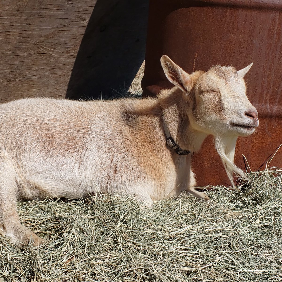 GoatUserStories's tweet photo. As a goat I want to celebrate our successful projects so that we can appreciate how far we've come. https://t.co/inNzelebds