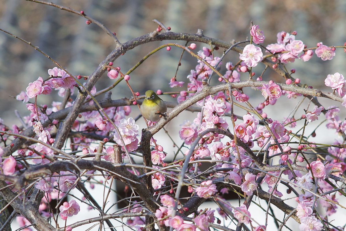 PDOG28909989's tweet photo. #梅の花 を撮影していて
気付くと #メジロ が
どこからか飛んで来る光景

#梅ジロ

#スナップ写真 
#オールドレンズ

#EOSR6 
#PKEOSR
#KMOUNT
#RIKENON 200mm f4
#XRRIKENON https://t.co/GBe9KckXHz