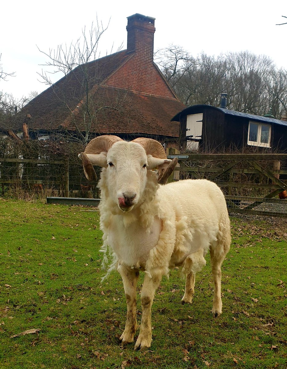 AndyCountryside's tweet image. This rag-a-muffin is licking his lips at the prospect of spring. Wiltshire Horn's moult their wool instead of needing to be sheared. 🙂🐏