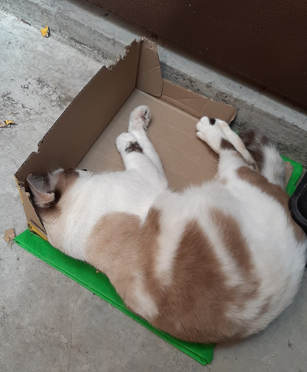 YattdGreatest's tweet photo. Pasal membuta, memang budak ni asal boleh jek belasah mana2... tapi pasal makan, ya Allah...cerewet nya bukan main! #Momot https://t.co/eCXg3RrgB0