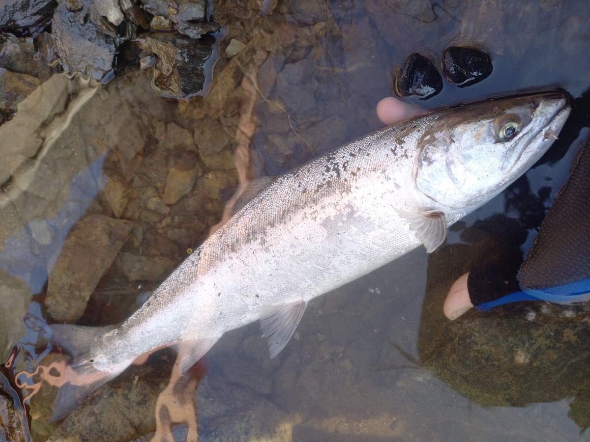 ランドロックサクラマス - Search / X