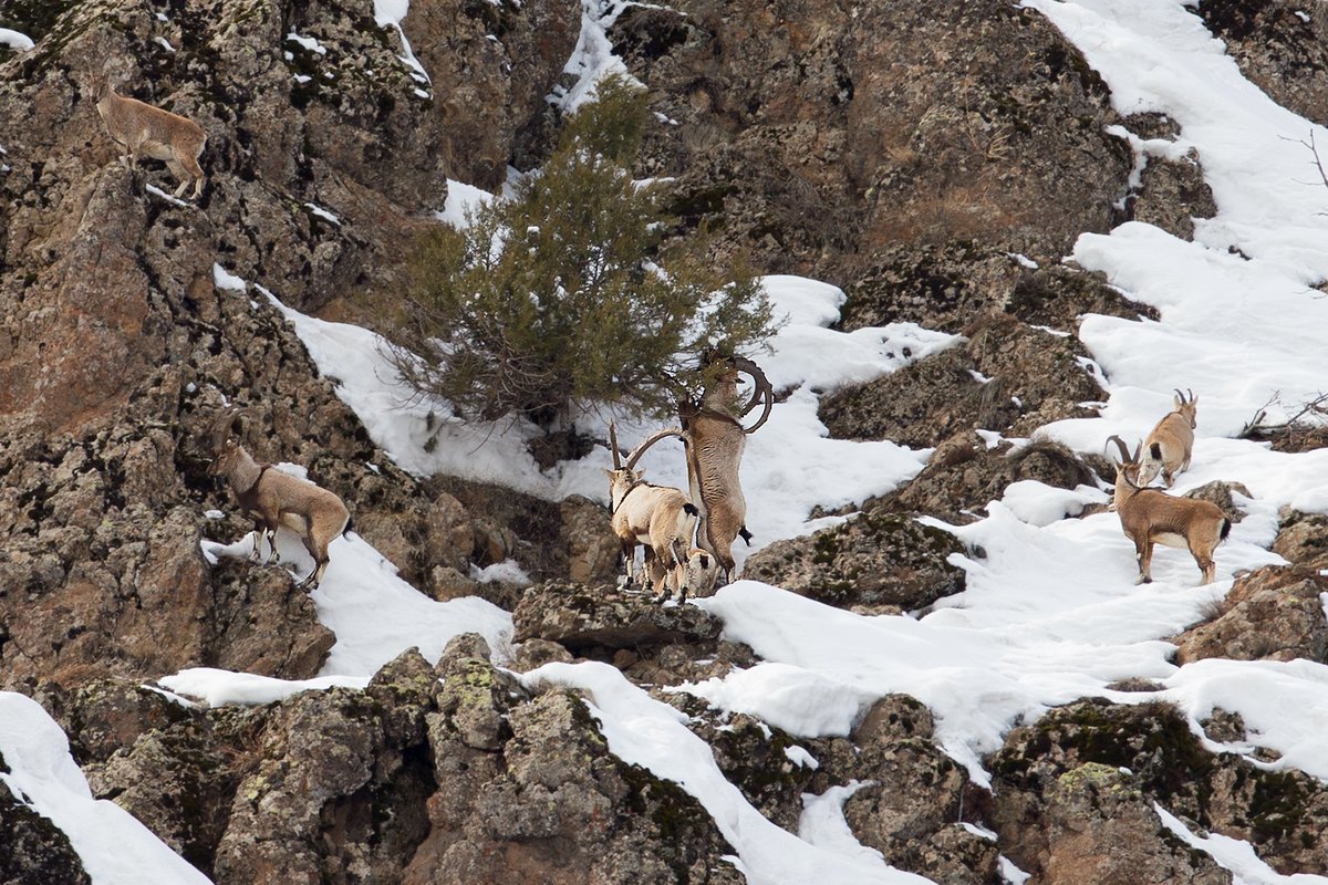 Bu defa yaklaşmanın ve görmenin daha zor olduğu Erkek Yaban Keçileri sizlerle... Bulundukları ortama harika uyum sağlıyorlar ve zirvelere o kadar çok yakışıyorlar ki...
"Tetiğe değil deklanşöre bas" #öldürme #ölümsüzleştir