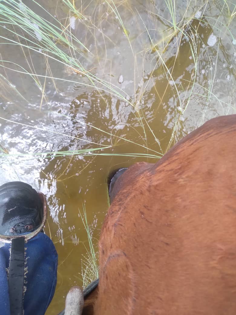 RichPelotona's tweet image. Le mpolelele maduo a cookoff 👨🏾‍🍳 later

Nna ta ke ralale morwalela wa Gweta to farm

#TeamSlax 
#StreetlyLoaded 

Wanted to snap pics of sheep for potential clients might leave it mo merakeng ya batho, I don’t trust these clouds 🌧 😫😫😫

Have a good day guys ❤️❤️🖤🖤