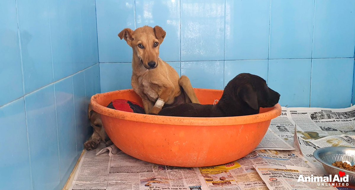 This poor little guy came collapsed unaware of his surroundings with a low temperature. He's perking up with a hydration drip&amp;food fed to him with a syringe- he's still too weak to eat by himself. We're hopeful though, because he is definitely improving #animalrescue #india #dogs