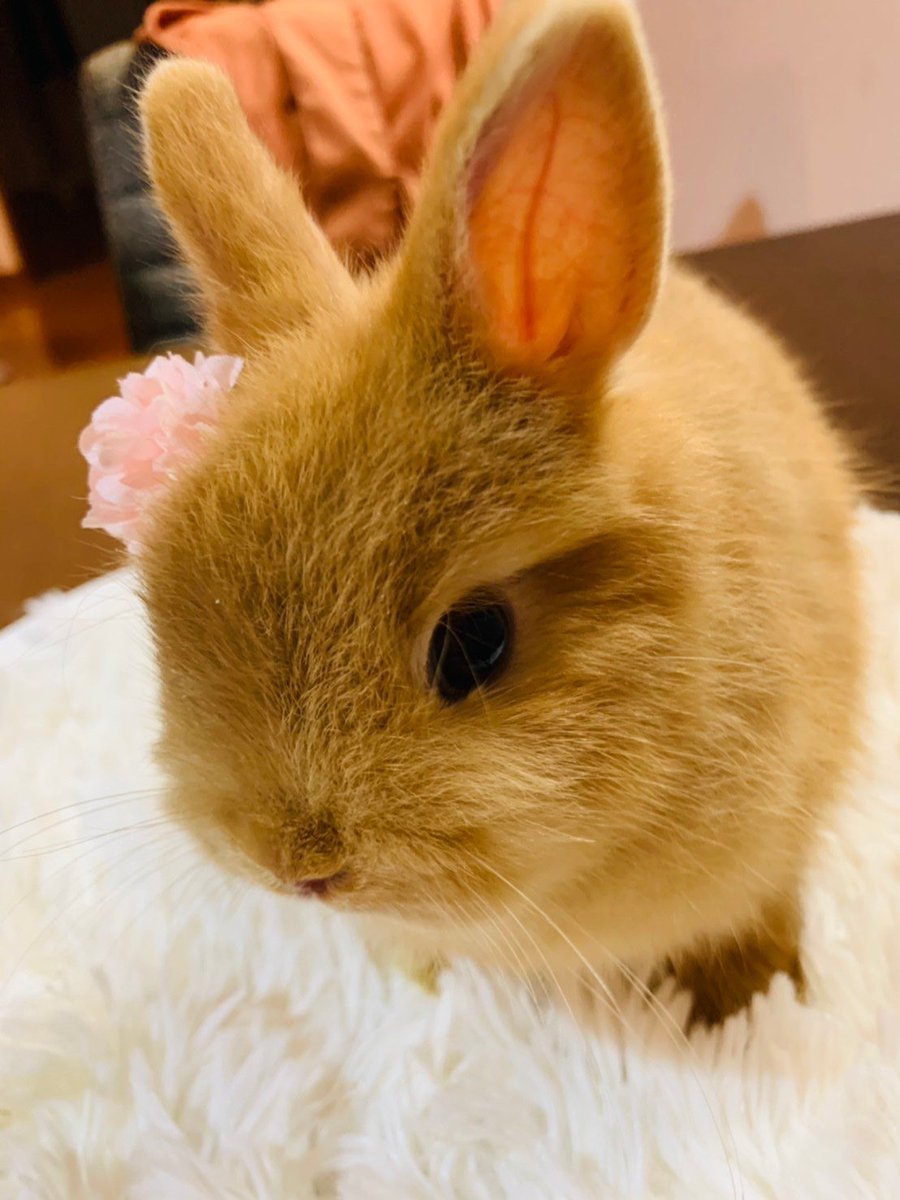 うさぎ Mimi 1227mimi Twitter