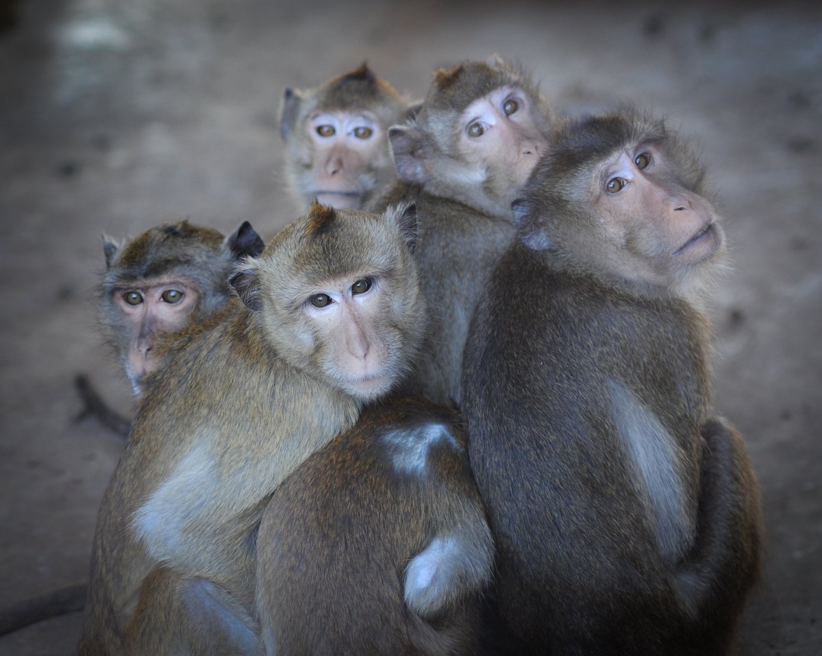 Long-tailed macaques at Laos breeding farm; photo credit Jo-Anne McArthur / We Animals