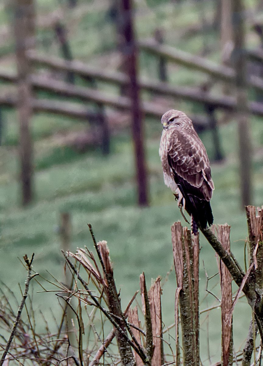 ๐ฑ๐๐ ๐ฉ๐๐๐๐๐ (@exesmokehouse) on Twitter photo The local Buzzard was out on the hunt this morning. <a href="/Natures_Voice/">RSPB</a> @EastDevonAONB <a href="/wildeastdevon/">Wild East Devon</a> <a href="/ThePhotoHour/">#ThePhotoHour</a> @LensAreLive <a href="/LilyFarmWine/">Lily Farm Vineyard</a>. Stay safe and happy Sunday. The local Buzzard was out on the hunt this morning. <a href="/Natures_Voice/">RSPB</a> @EastDevonAONB <a href="/wildeastdevon/">Wild East Devon</a> <a href="/ThePhotoHour/">#ThePhotoHour</a> @LensAreLive <a href="/LilyFarmWine/">Lily Farm Vineyard</a>. Stay safe and happy Sunday.
